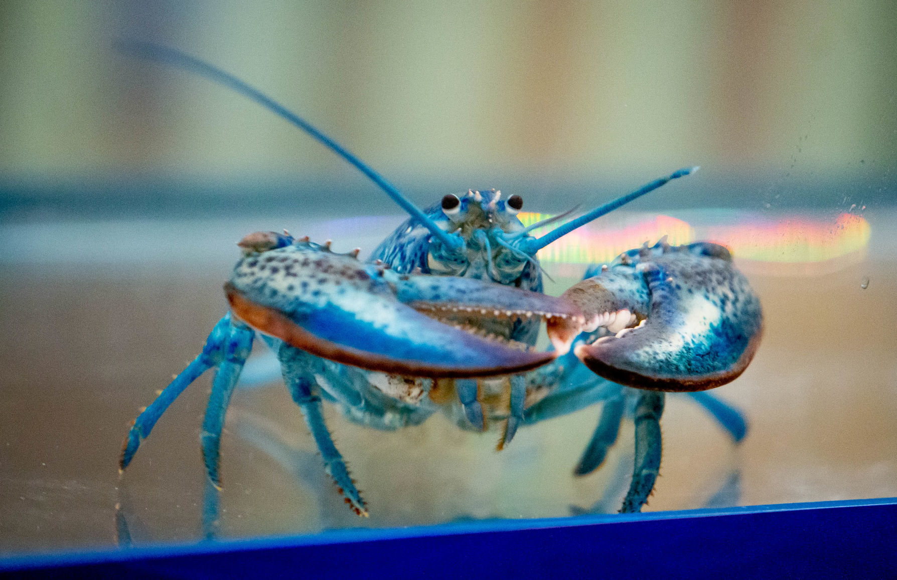 Cape Cod restaurant donates blue lobster celebrating Blues Stanley Cup win